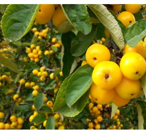 Декоративная яблоня Голден Хорнет (Golden Hornet) на штамбе С5